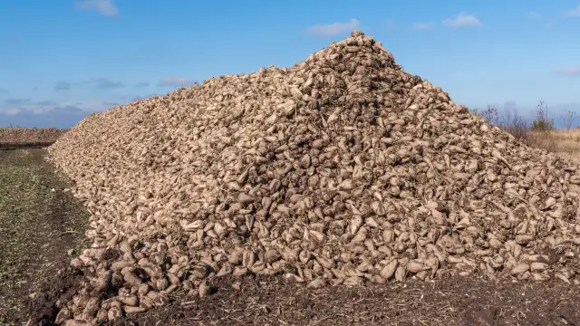Contracte cu peste 500 de fermieri pentru sfeclă de zahăr la Luduș