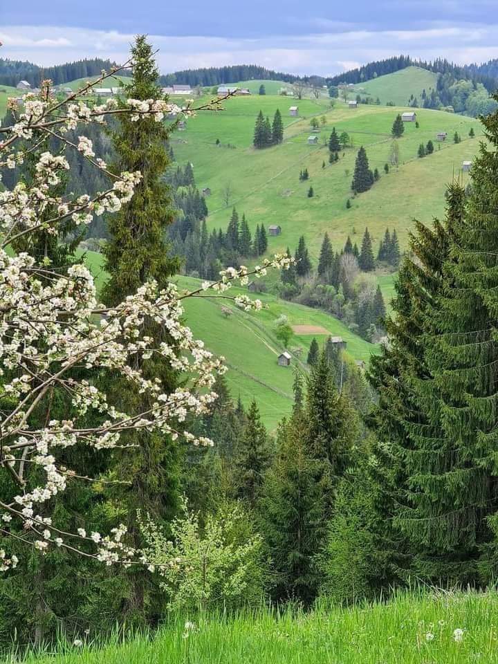 Primăvara la munte în Transilvania