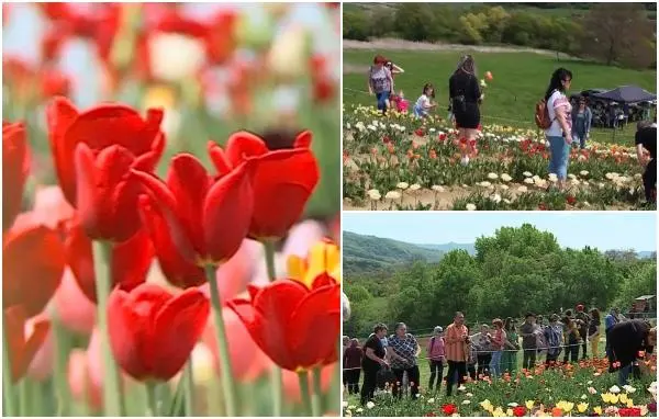 Cea mai citită știre a săptămânii. Splendoare de culoare la Festivalul lalelelor din Mureş