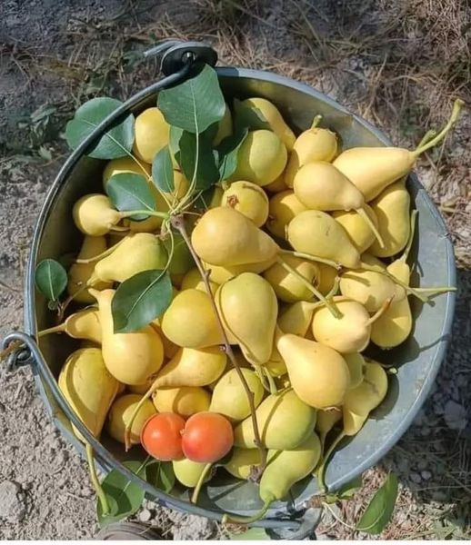 Nu rata Perele de vară, un deliciu românesc