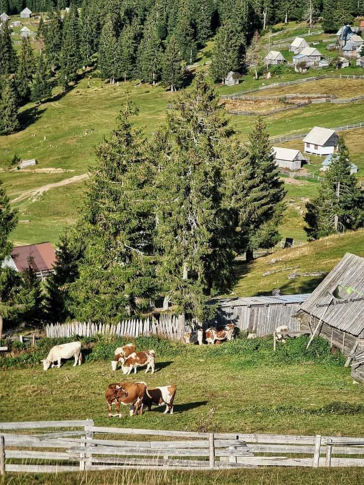 Liniștea ancestrală