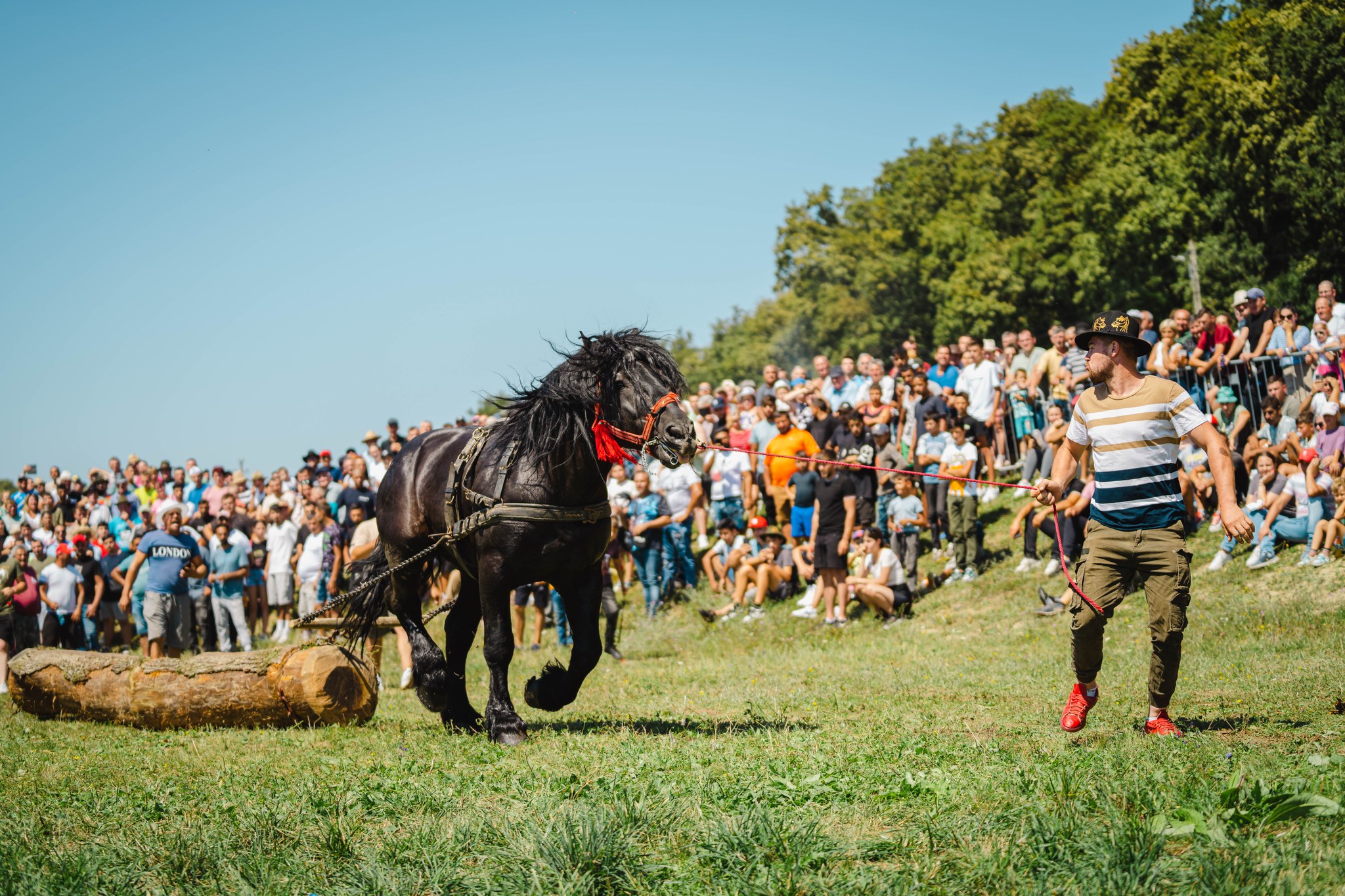 Cai putere, la a doua ediție a Festivalului ecvestru. Anul acesta, la Reghin –