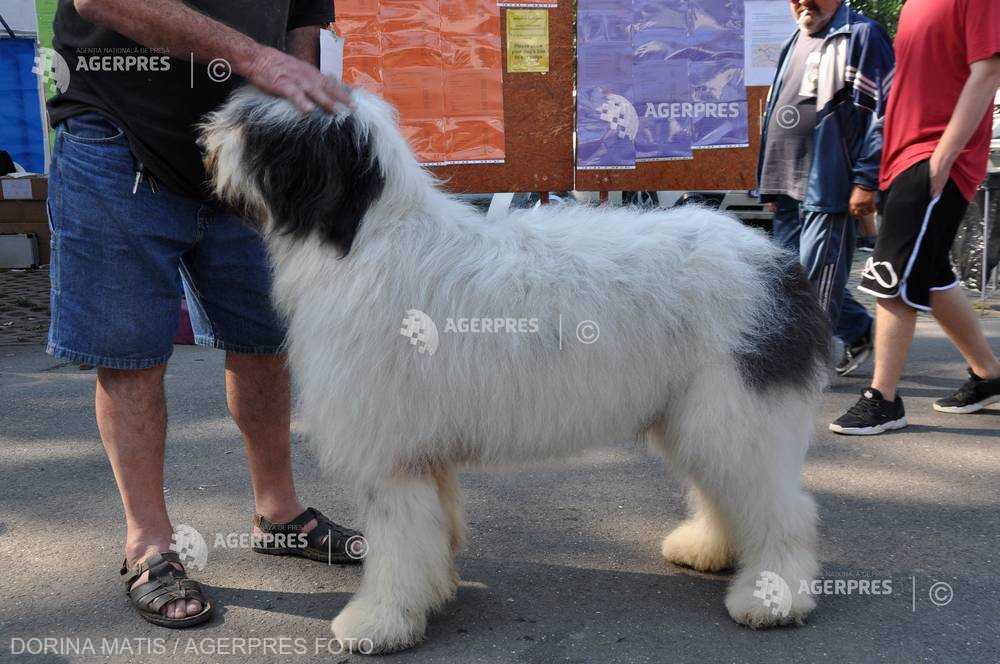 Rase de câini foarte rare, prezente în weekend la expoziţiile internaţionale ”Dracula Dog Show”