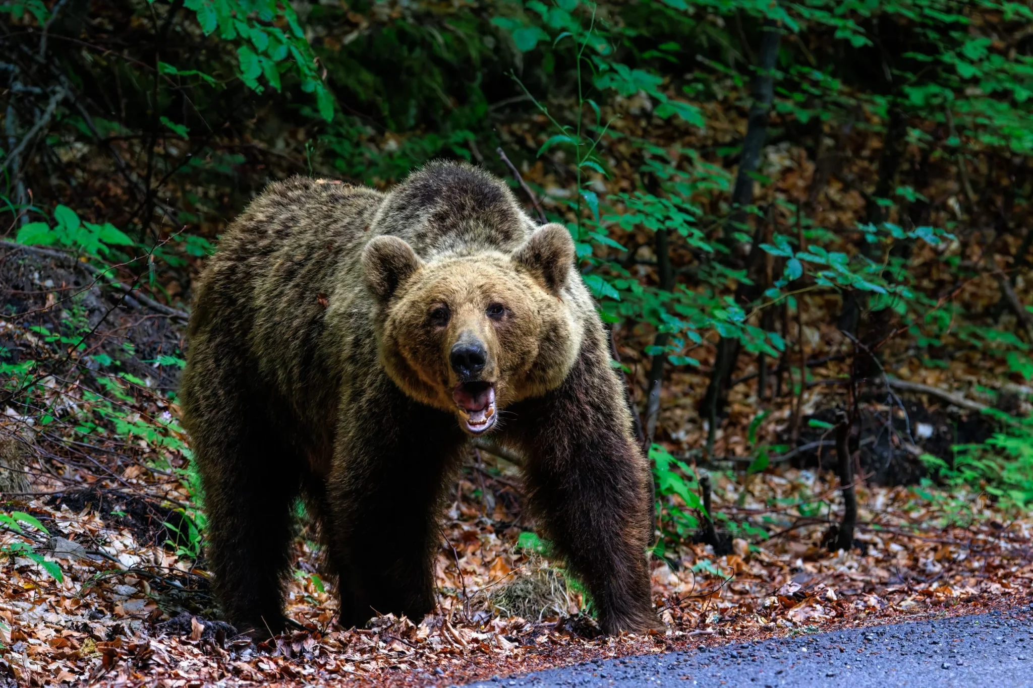 Zilele Ursului la Grădina Zoologică