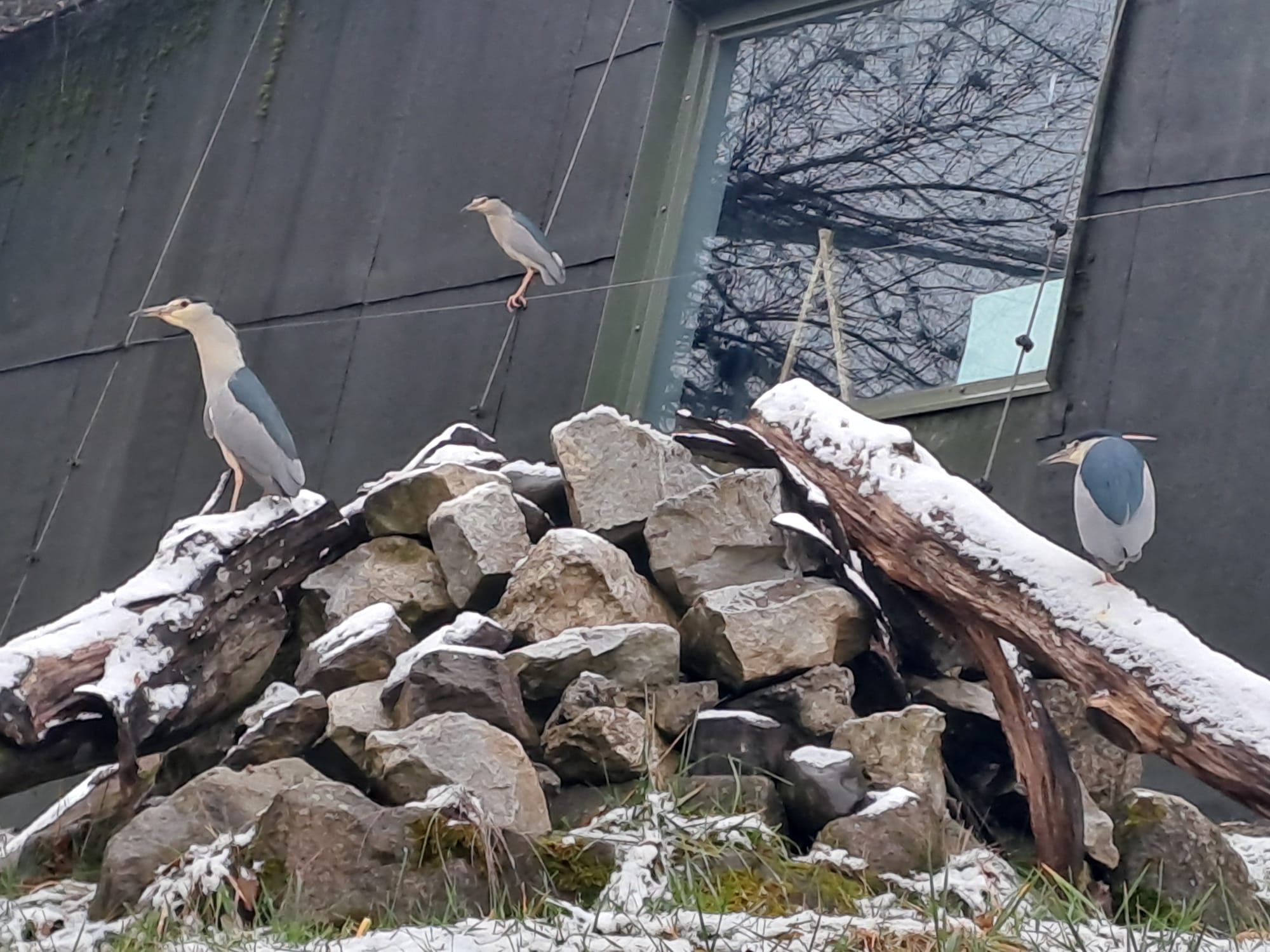 Noi păsări la Grădina Zoologică Târgu Mureș!