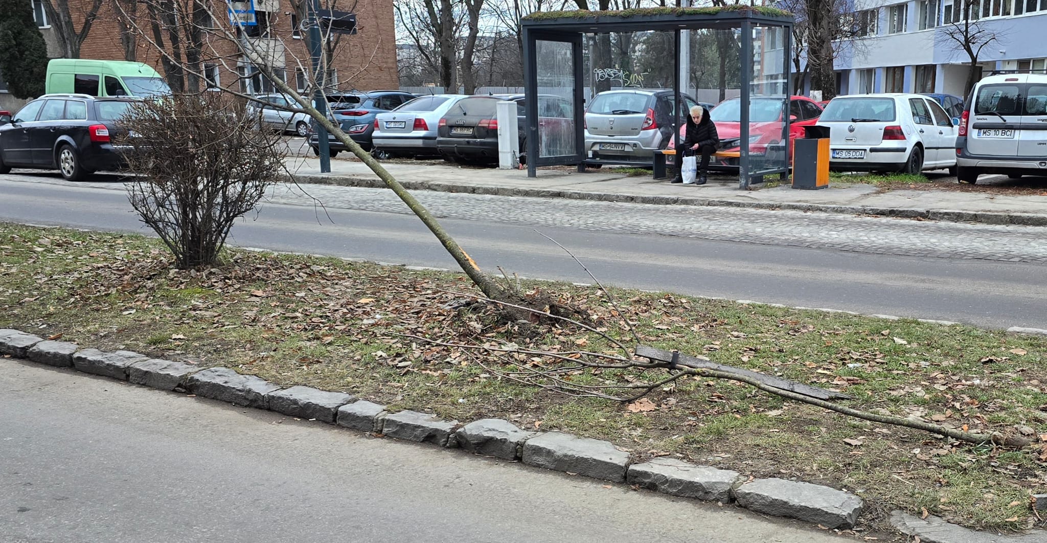 Punctul negru pentru cei care „ucid” copaci pe domeniul public