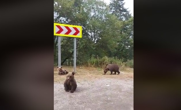 Pagubele provocate de urşi din Covasna, în scădere considerabilă după introducerea cotelor de vânătoare şi extragerea celor periculoşi