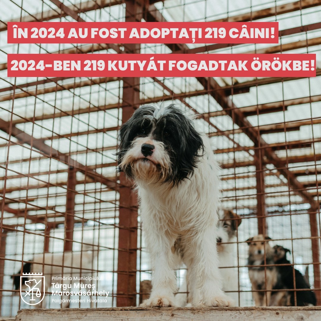 Peste 200 de câini adoptați de la Târgu Mureș anul trecut. Cei mai mulți duși în Germania