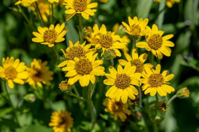 Tratamente naturiste: Arnica