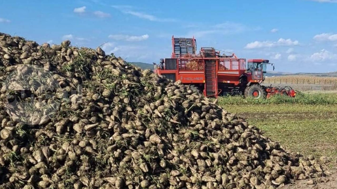 Fabrica Luduș a început semnarea contractelor cu fermierii care cultivă sfeclă de zahăr