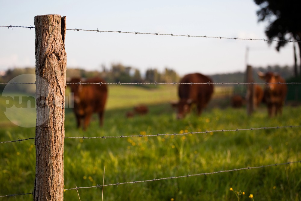 Importurile de animale, lapte și furaje din Ungaria ar putea fi oprite, din cauza febrei aftoase la vaci