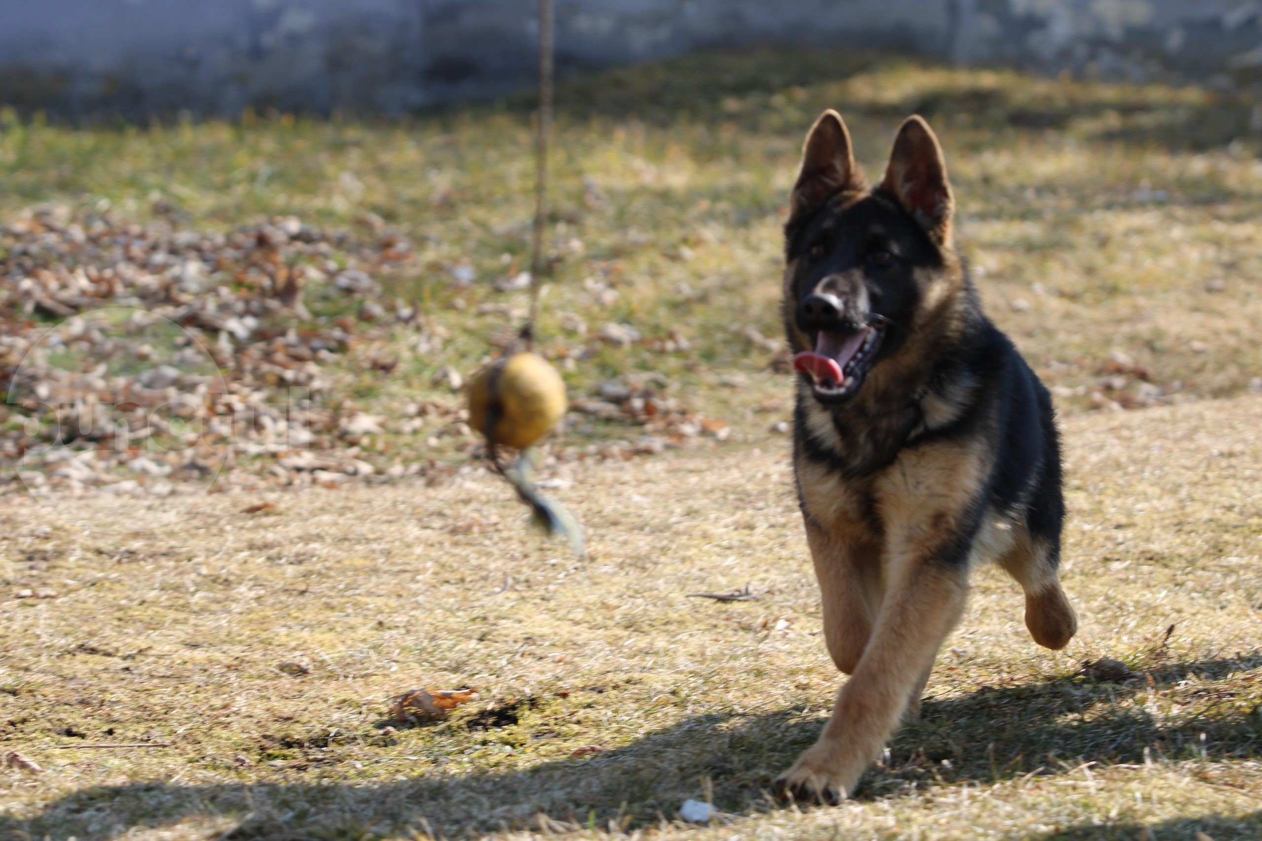 Un nou câine de serviciu al Inspectoratului de Jandarmi Județean Mureș