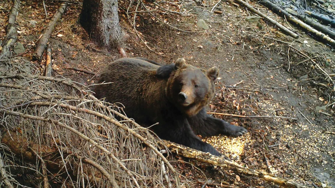 Capcana de urși nu e joacă! Ce facem dacă vedem una în pădure?