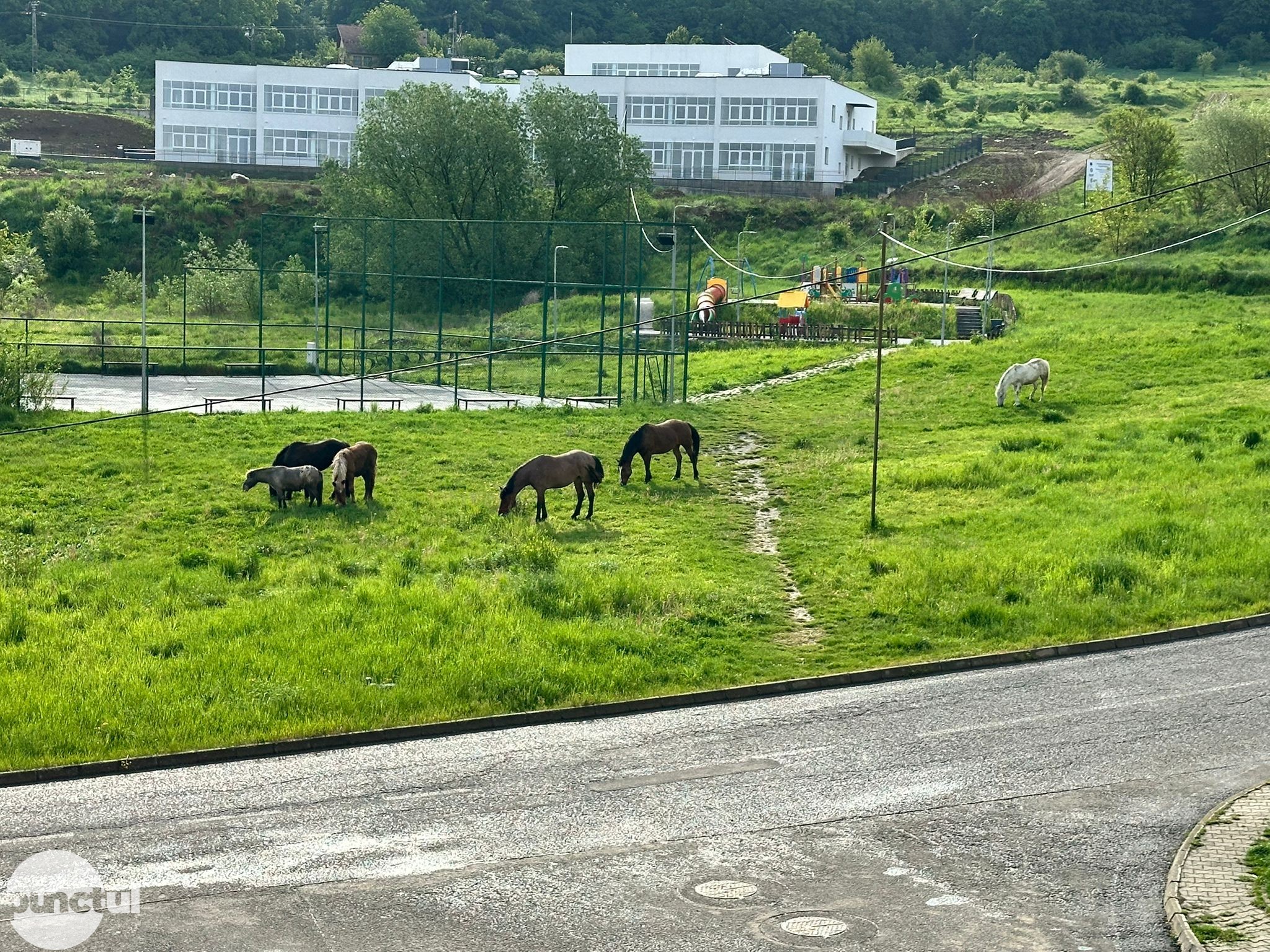 Punctul negru pentru cei care lasă animalele nesupravegheate în numeroase locații din oraș