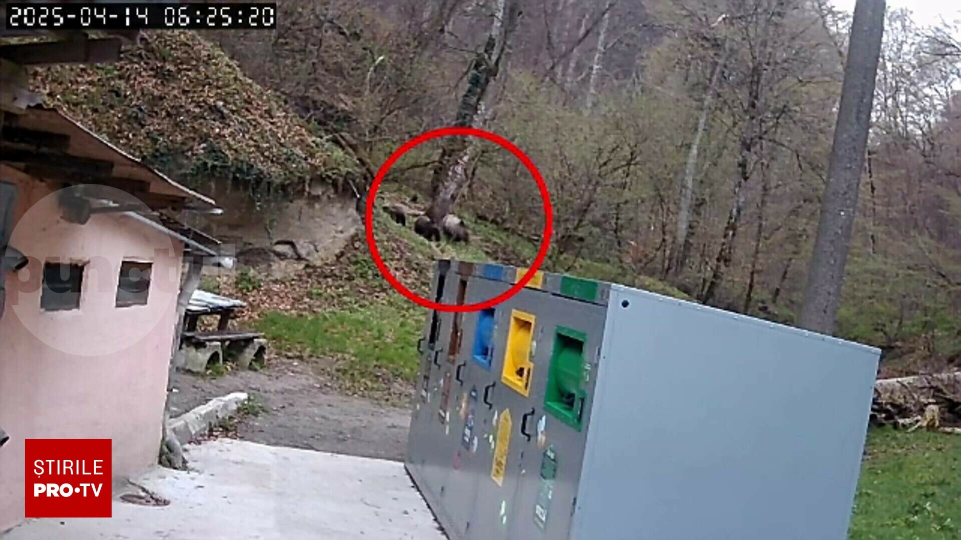 Rezolvări de formă. Ursul din Sighișoara a fost mutat „mai adânc în pădure”