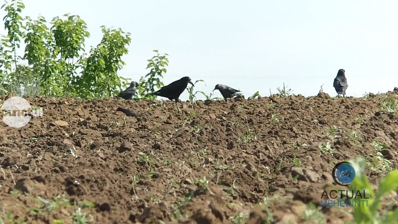 Ciorile fac prăpăd în agricultură