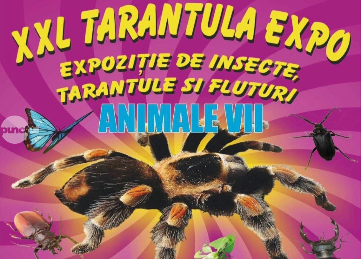 XXL TARANTULA EXPO la Târgu Mureș