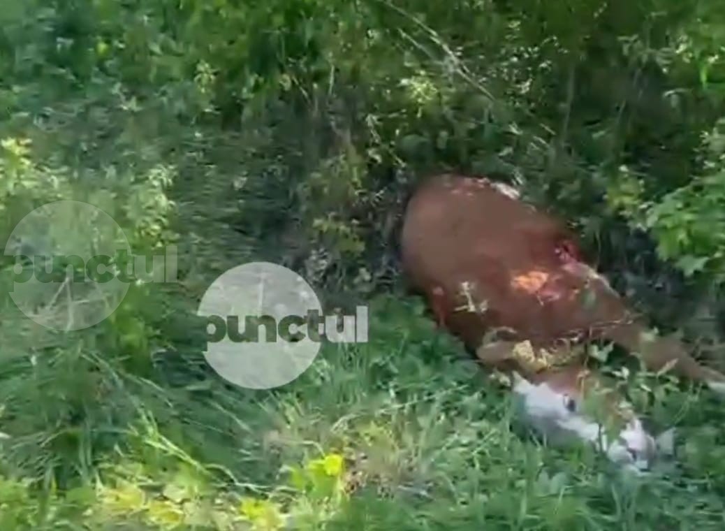 (Video) Ursul a ucis un vițel la Vălureni în plină zi