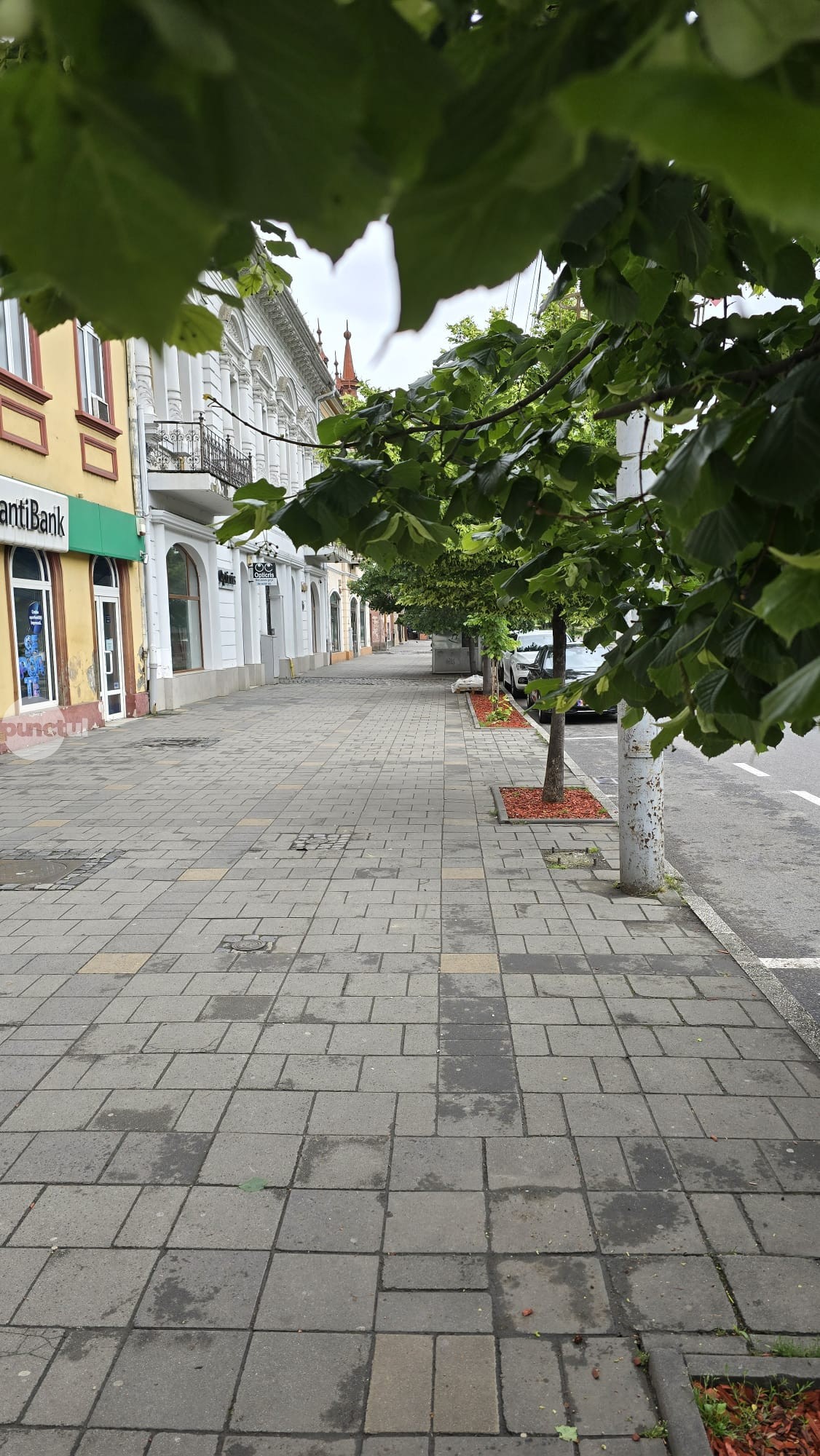 Punctul negru pentru toaletarea deficitară a copacilor din oraș care îi silește pe mureșeni să se meargă aplecați pe trotuare