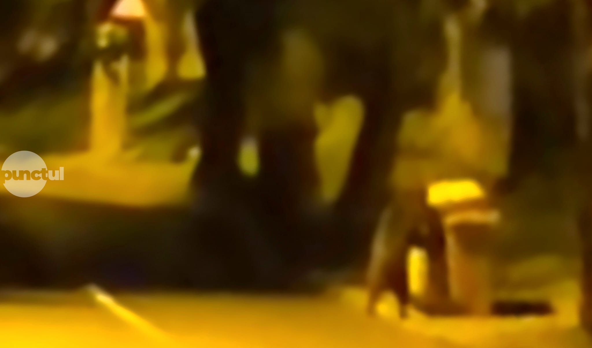 Ne jucăm de-a prinderea ursului prin Târgu Mureș