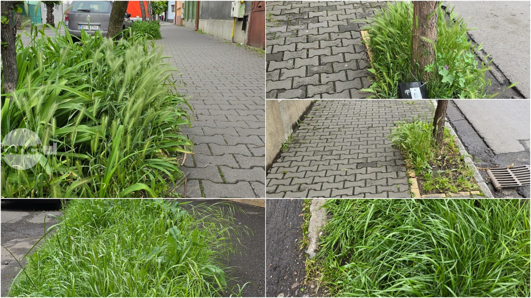 Punctul negru pentru mureșenii care așteaptă autoritățile să le cosească smocul de iarbă din fața casei