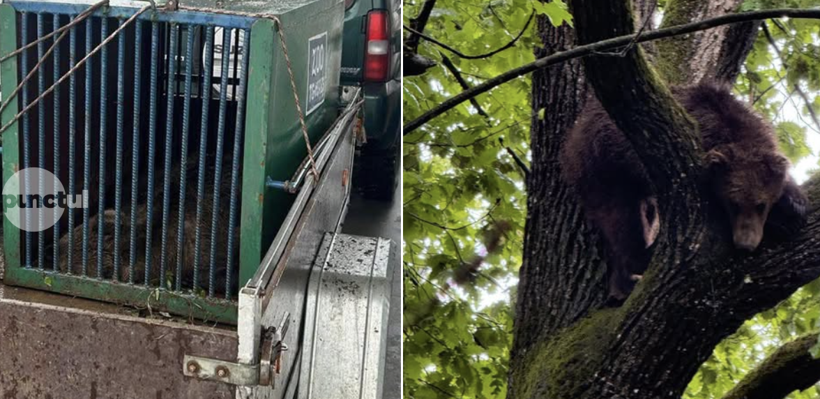 Usrul care dădea târcoale pe strada Gheorghe Marinescu a fost capturat