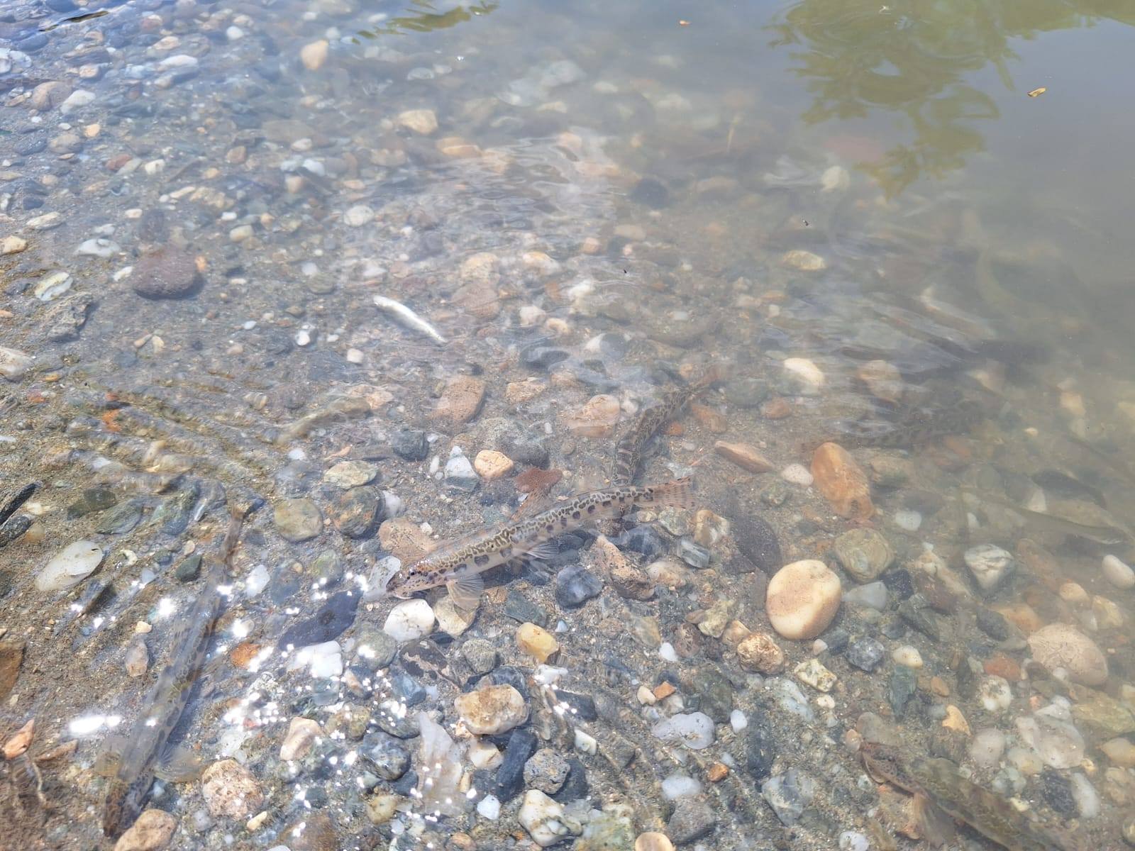 Situație critică în bazinul râului Târnava Mică – măsuri de urgență pentru protejarea populației și asigurarea apei