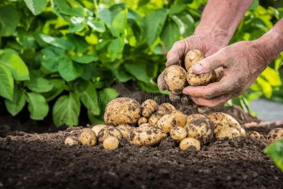 300 de euro/hectar pentru mureșenii care cultivă cartofi