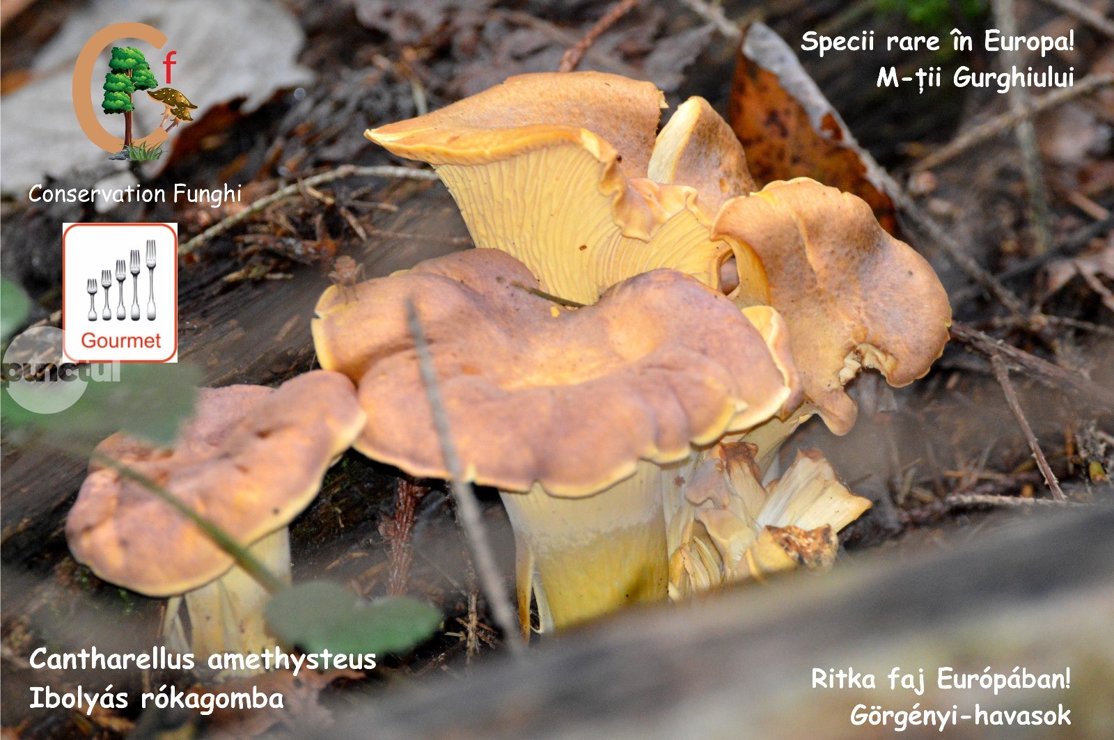 O lume sub picioarele noastre. Ciuperci micorizice gourmet: Cantharellus amethysteus