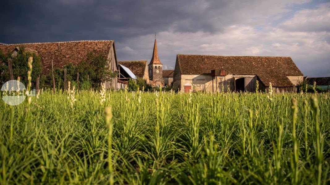 Festivalul tuberozelor din Hoghilag are loc în weekend