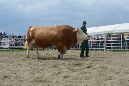 Peste 20 de tauri de valoare internaţională, între care şi numărul şase european, la Parada Taurilor