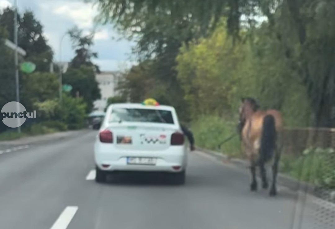 Călărețul în taxi, calul în urmă. Târgu Mureș 2025! (Video)