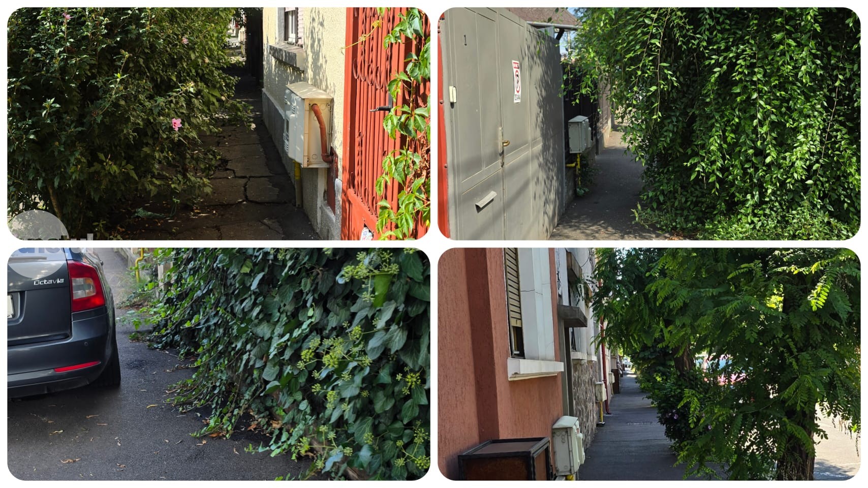 Punctul negru Administrației Domeniului Public pentru întreținerea defectuoasă a spatiilor verzi și a vegetației care „atacă” ultimii târgumureşeni care se încumetă pe jos