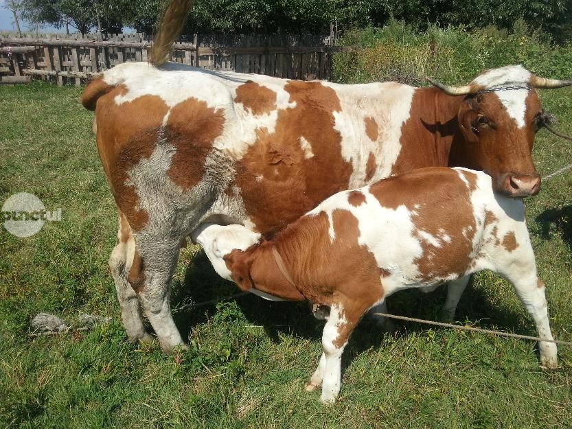 România, prima ţară din Europa care a redeschis piaţa spre China pe material seminal din rasa Bălţata Românească