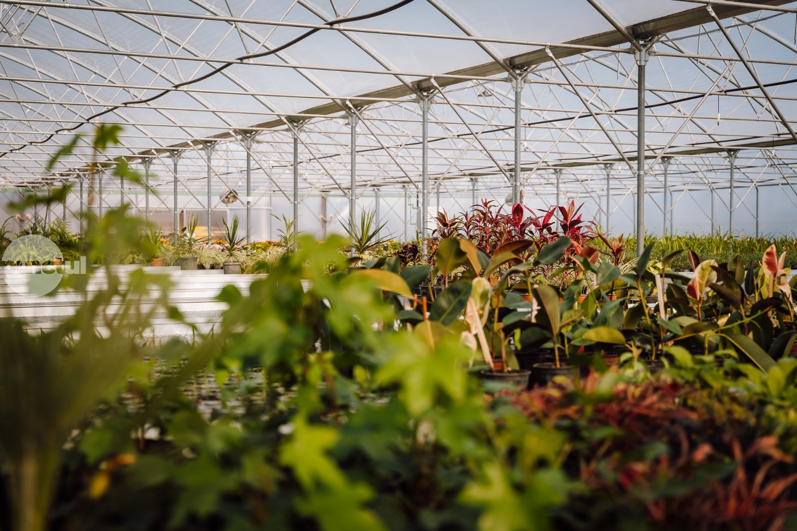 Investiții majore și modernizări la Administrația Serelor și Parcurilor Târgu Mureș