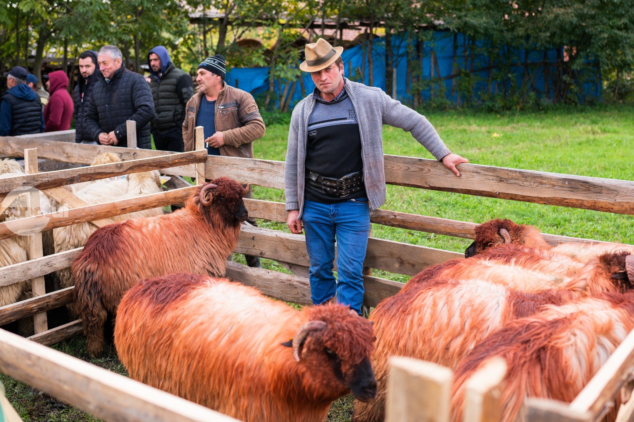 În comuna Vătava sunt cei mai mulți crescători de animale persoane fizice din județul Mureș