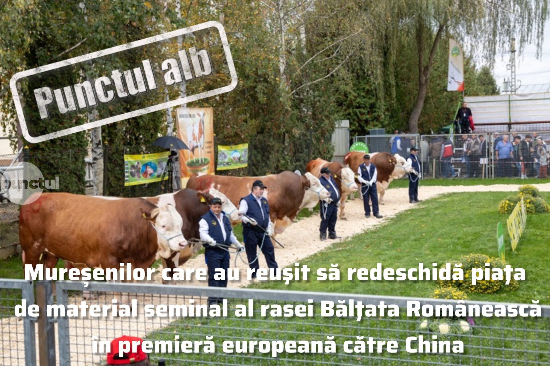 Punctul alb pentru mureșenii care au reuşit să redeschidă piaţa de material seminal al rasei Bălţata Românească în premieră europeană către Chin