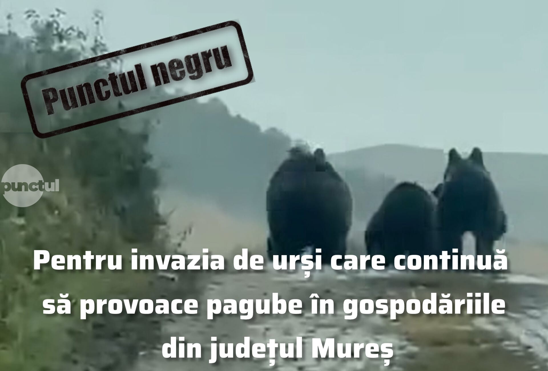 Punctul negru pentru invazia de urși care continuă să provoace pagube în gospodăriile din județul Mureș