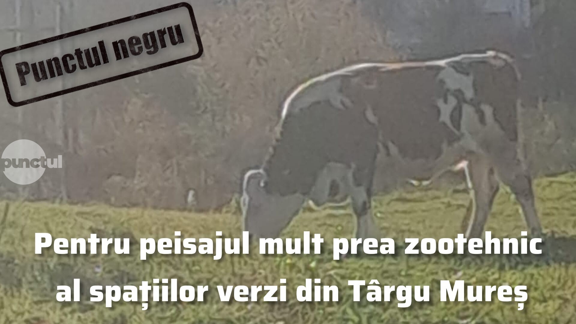 Punctul negru pentru peisajul mult prea zootehnic al spațiilor verzi din Târgu Mureș
