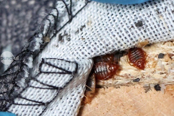 Infestare cu ploşniţe la internatul Liceului „Solomon Ernő” din Gheorgheni