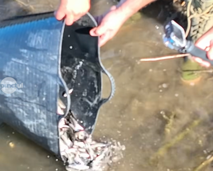 Popularea râului Mureș cu aproximativ 6.000 de scobari (video)