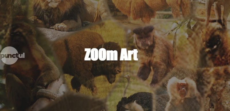 Grădina Zoo expune joi cele mai frumoase fotografii cu animale. Vezi câștigătorii!