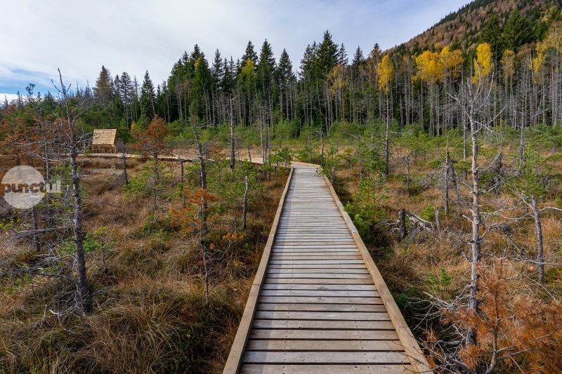 Interesul pentru Tinovul Mohoş a crescut; aproximativ 40.000 de turişti au vizitat spectaculoasa rezervaţie în acest an