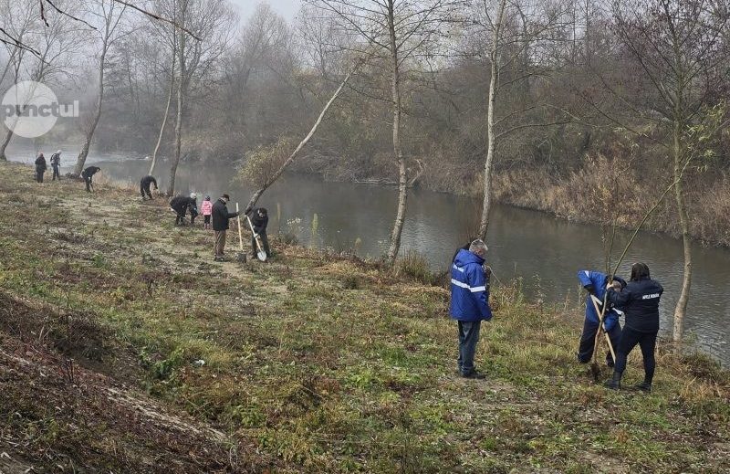Peste 200 de arbori plantați pe malul Târnavei Mari la Sighișoara
