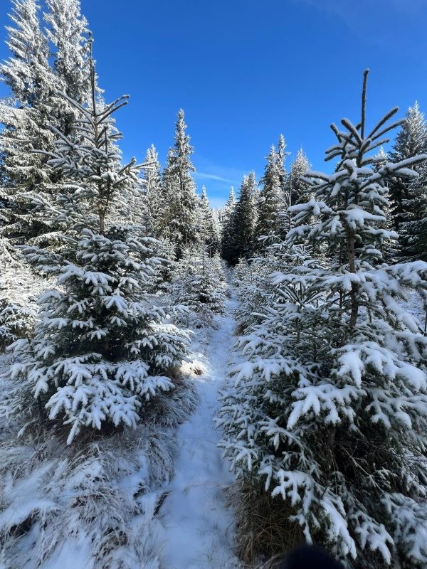 A nins în zona montană a județului Mureș