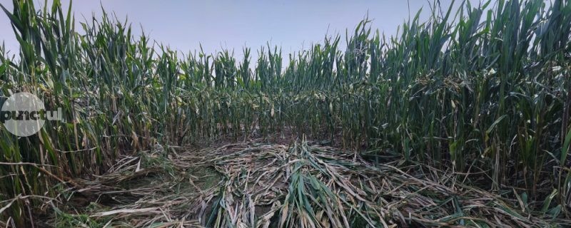 Evaluarea mărimii populației de urs brun în România: peste 10.400 de exemplare estimate în 2025