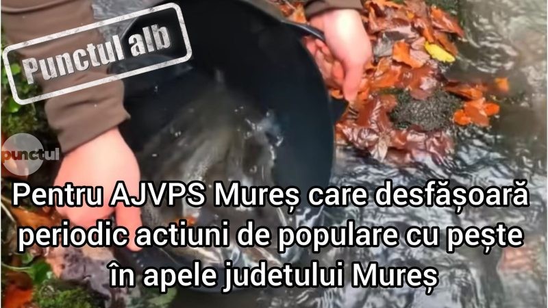 Punctul alb pentru AJVPS Mureș care desfășoară periodic acțiuni de populare cu pește în apele județului Mureș