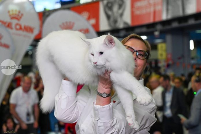 Trei pisici din România, desemnate cele mai frumoase din lume în 2025!