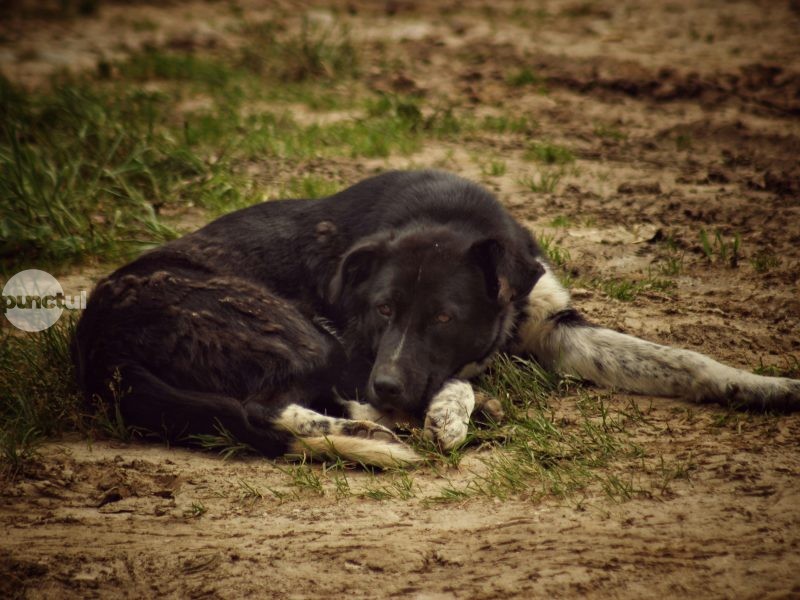Zona Metropolitană Târgu Mureș ar putea gestiona în comun problema câinilor fără stăpân