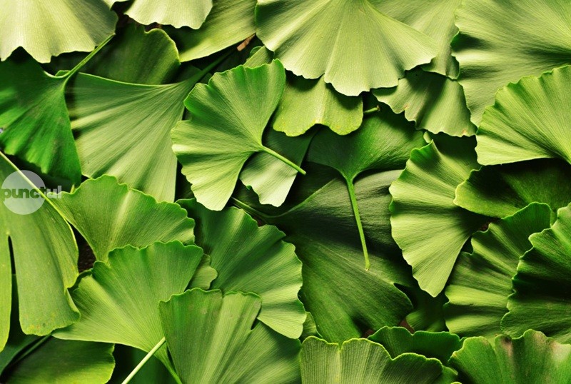 Un remediu natural cu efecte puternice asupra circulației sângelui